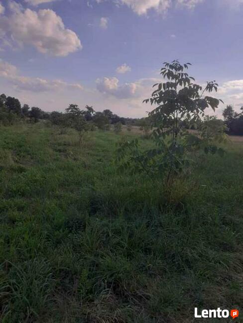 Działka gmina Busko-Zdrój