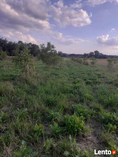 Działka Skorzów gmina Busko-Zdrój