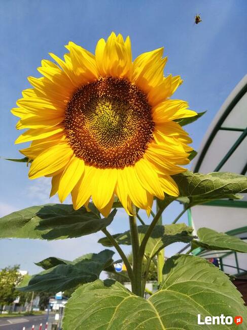 Koleżeństwo, przyjazn , potem ...