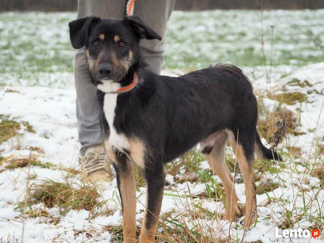 Cudowny aktywny psiak czeka na wymarzony domek