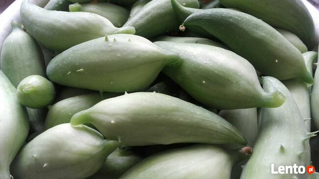 Nasiona caigua (CAIGUI) | papryczka | achocha | dziki ogórek