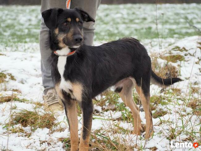 BUDRYS cudowny wesoły psiak szuka PILNIE kochającego domku