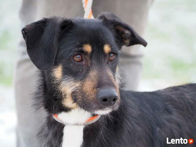 BUDRYS cudowny wesoły psiak szuka PILNIE kochającego domku