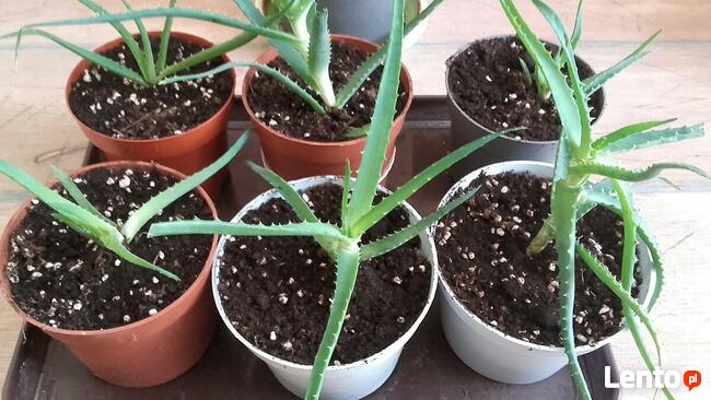 Aloes leczniczy, zwyczajny, roślina w doniczce