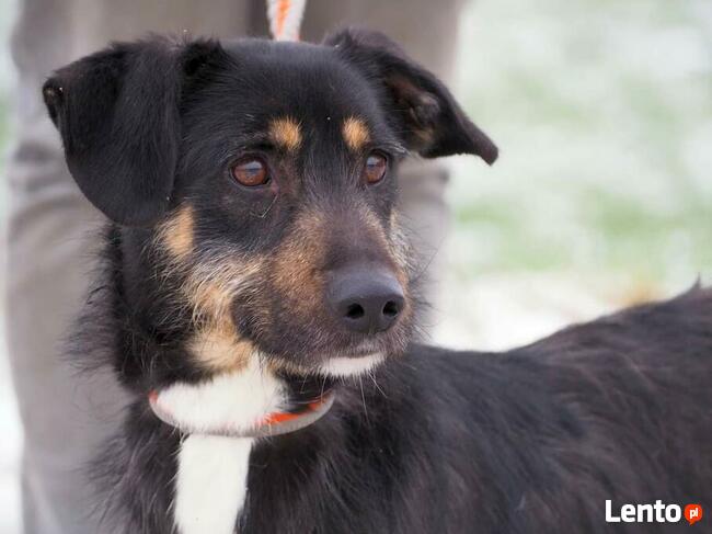 Cudowny aktywny psiak czeka na wymarzony domek