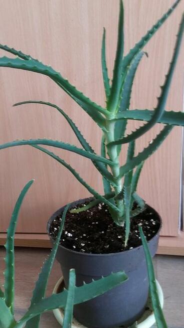 Aloes leczniczy, zwyczajny, roślina w doniczce