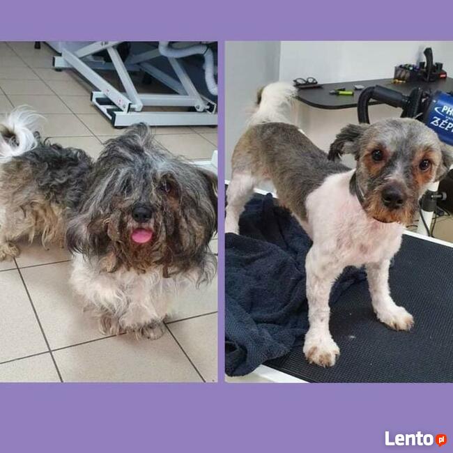Psi fryzjer Reksio Zielona Góra