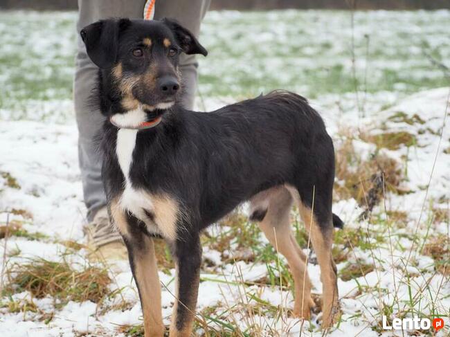 BUDRYS cudowny wesoły psiak szuka PILNIE kochającego domku