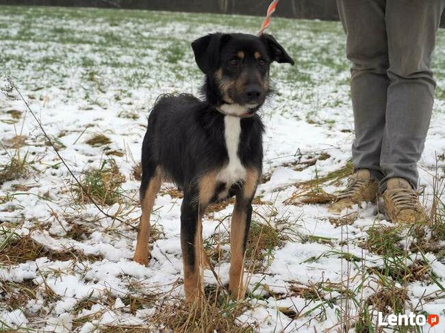 BUDRYS cudowny wesoły psiak szuka PILNIE kochającego domku