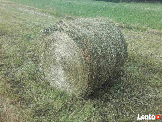 Sprzedam bele siana