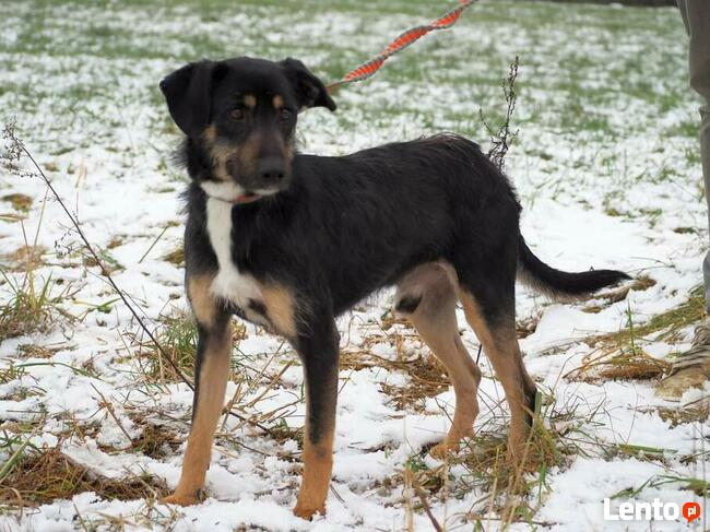 BUDRYS cudowny wesoły psiak szuka PILNIE kochającego domku