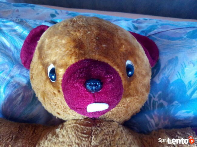 Miś leżący długość ok. 60 cm