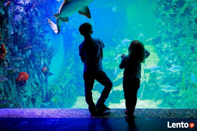 Obóz Dla Najmłodszych „Elfy z Zielonego Wzgórza” - Przywidz