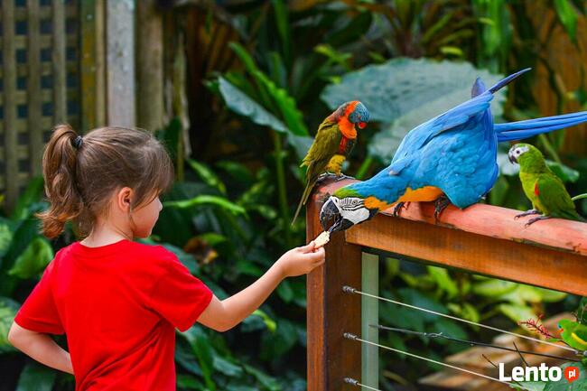 Obóz Dla Najmłodszych „Elfy z Zielonego Wzgórza” - Przywidz