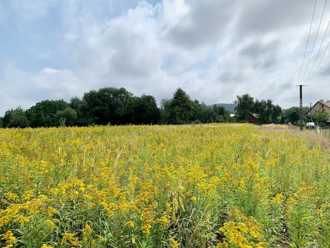 Działki budowlane 8 ar, Budzisz, Dębica