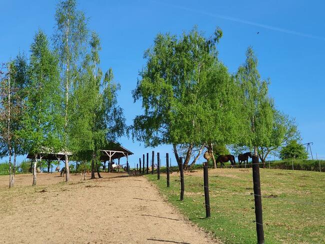 Wolne boksy dla koni/pastwiska - 20 km na płn od Krakowa
