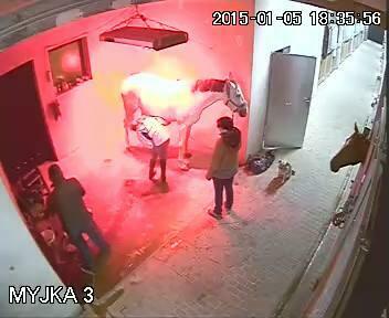 Wolne boksy dla koni/pastwiska - 20 km na płn od Krakowa