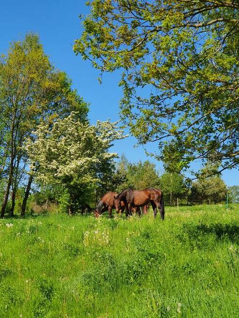 Wolne boksy dla koni/pastwiska - 20 km na płn od Krakowa