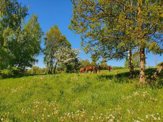 Wolne boksy dla koni/pastwiska - 20 km na płn od Krakowa