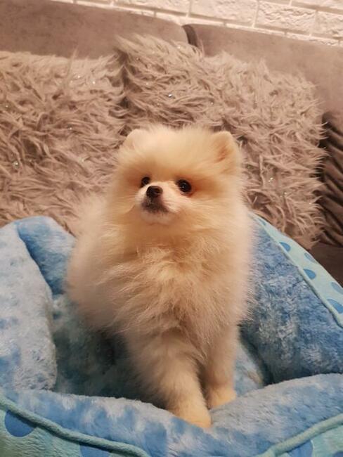 Pomeraniany szczenięta