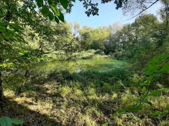 Działka zalesiona z dwoma zbiornikami wodnymi