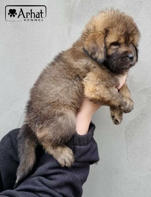 Mastif tybetański złote szczeniaczki ZKwP FCI
