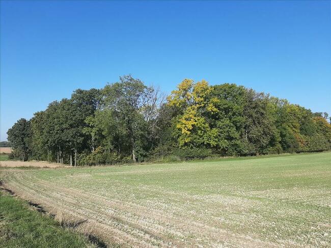 Działka zalesiona z dwoma zbiornikami wodnymi