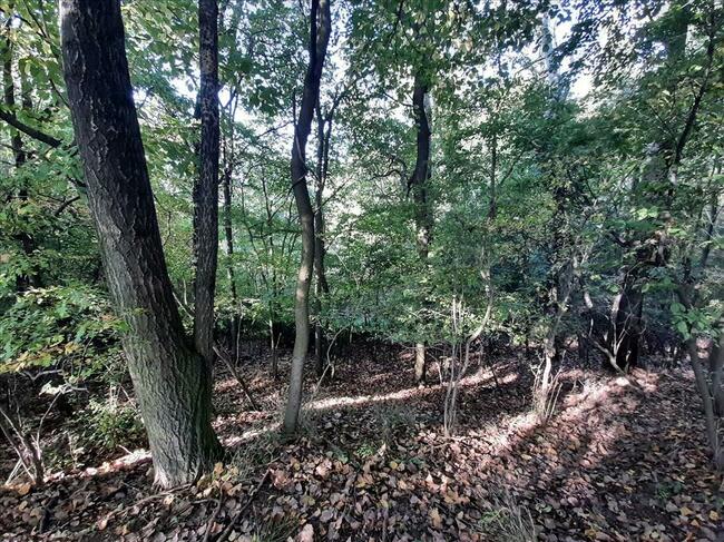 Działka zalesiona z dwoma zbiornikami wodnymi