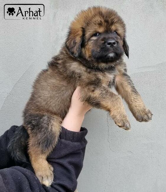 Mastif tybetański złote szczeniaczki ZKwP FCI