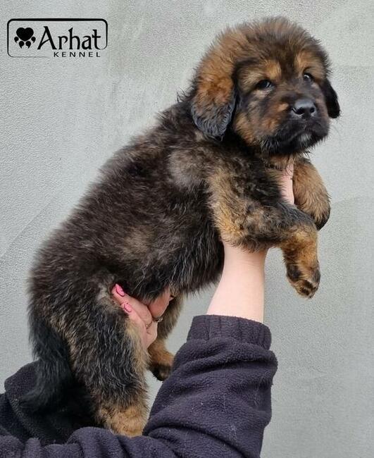 Mastif tybetański złote szczeniaczki ZKwP FCI