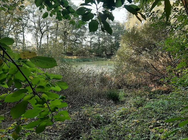 Działka zalesiona z dwoma zbiornikami wodnymi