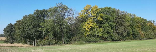 Działka zalesiona z dwoma zbiornikami wodnymi