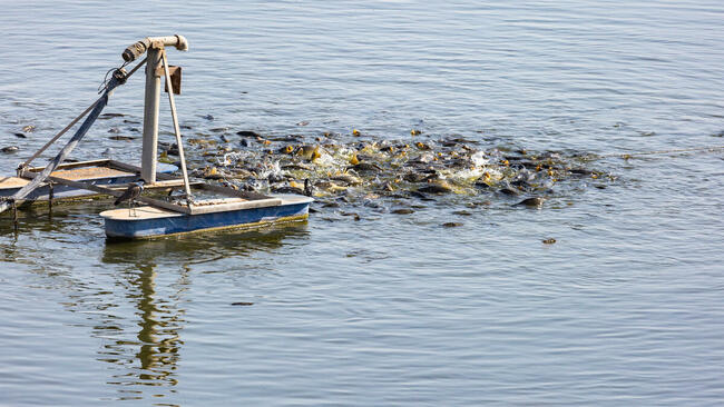 Karma pasza dla ryb karp koi pstrąg jesiotr