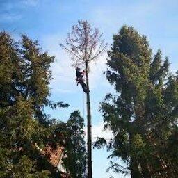 Wycinka drzew i samosiejek alpiniści Gdynia trojmiasto