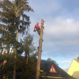 Wycinka drzew i samosiejek alpiniści Gdynia trojmiasto