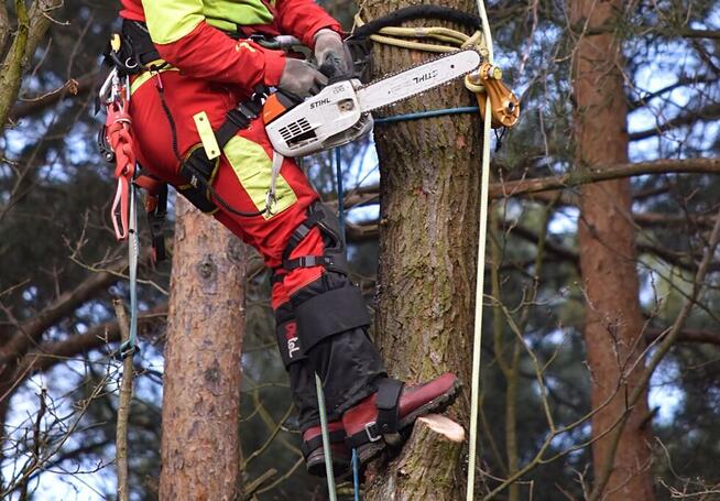 Wycinka drzew i samosiejek alpiniści Gdynia trojmiasto