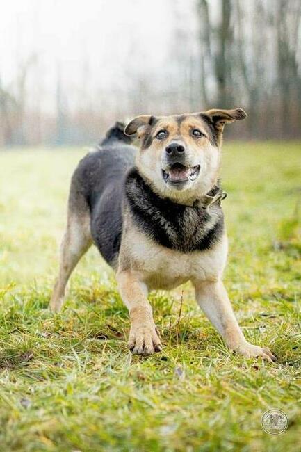 Śliczna prze kochana sunia szuka PILNIE domku z ogrodem
