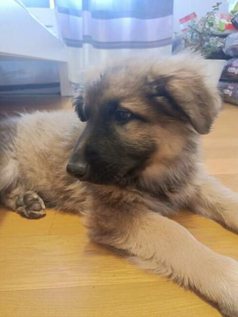 Owczarek staroniemiecki długowłosy wilczasty