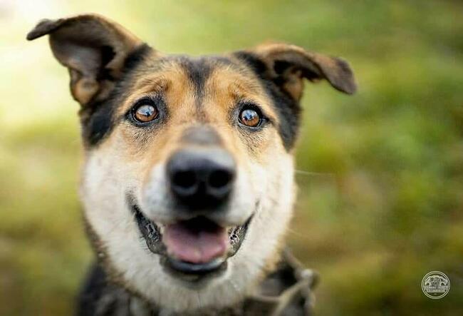 Śliczna prze kochana sunia szuka PILNIE domku z ogrodem