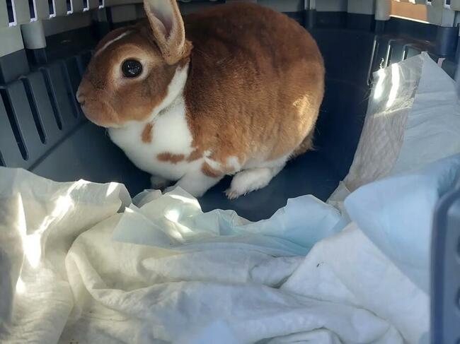 Transport zwierząt psów kotów cała Polska i nie tylko