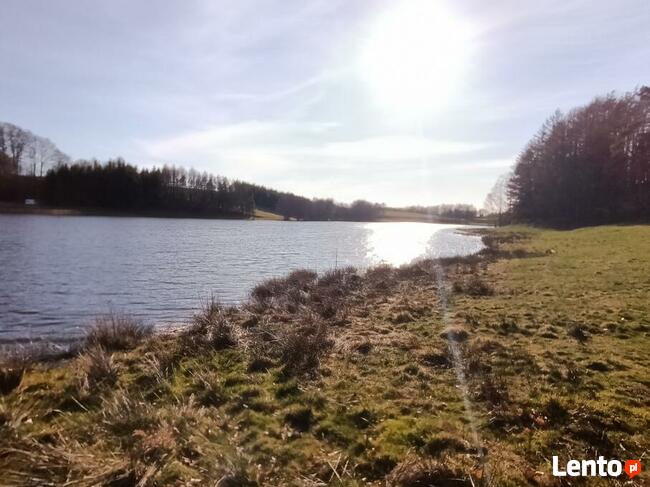 Narybek ryby ozdobne