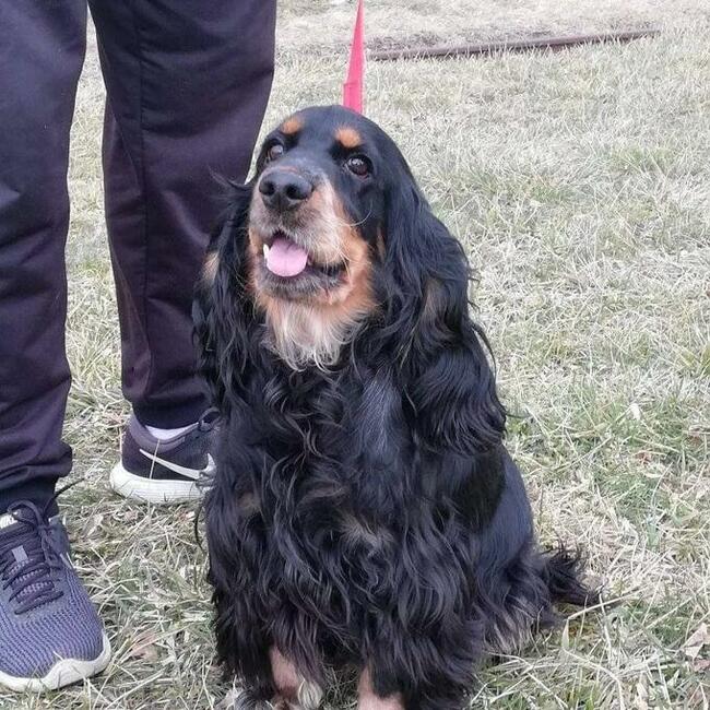 Transport zwierząt psów kotów cała Polska i nie tylko