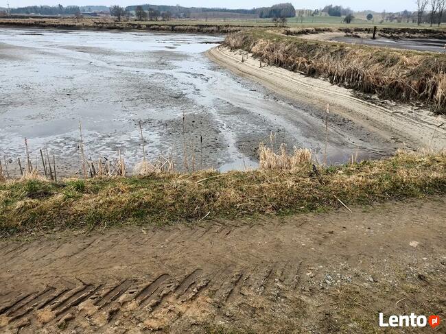 Narybek ryby ozdobne