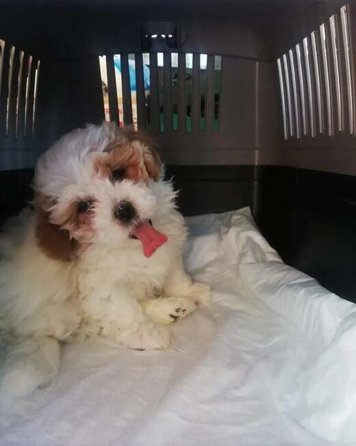 Transport zwierząt psów kotów cała Polska i nie tylko