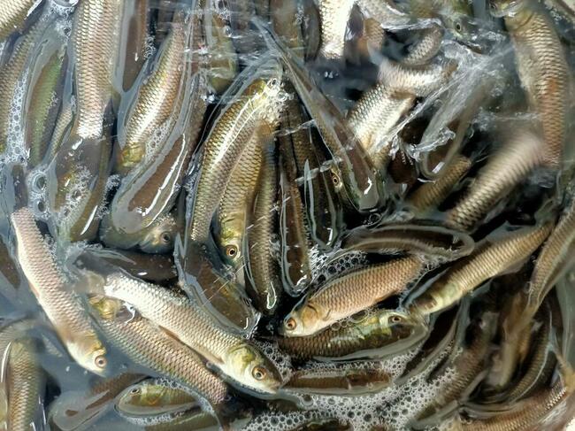 Narybek ryby ozdobne