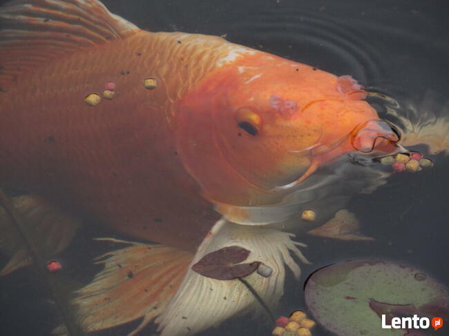 Narybek ryby ozdobne