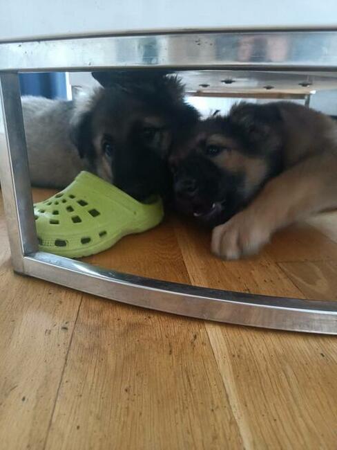 Owczarek staroniemiecki długowłosy wilczasty