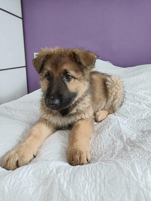 Owczarek staroniemiecki długowłosy wilczasty