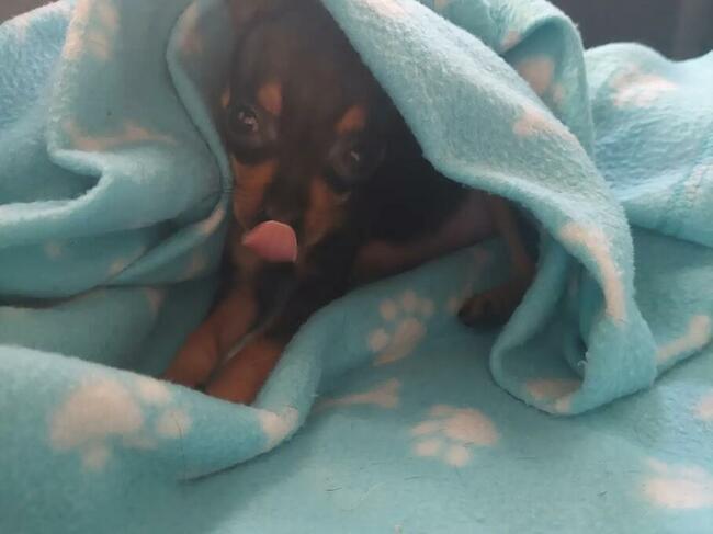 Transport zwierząt psów kotów cała Polska i nie tylko