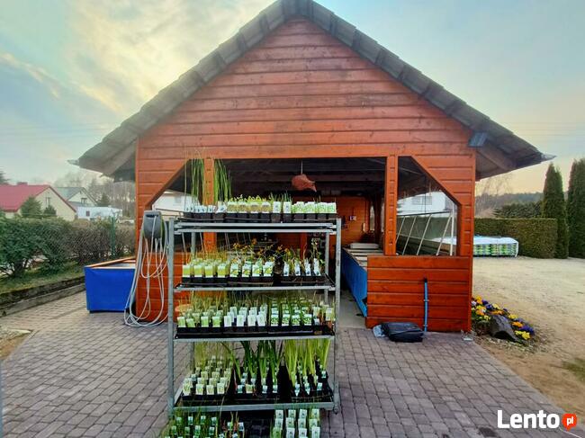 Narybek ryby ozdobne